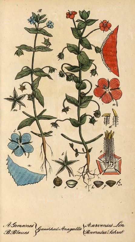 European poisonous plants, field pimpernel, Anagallis arvensis, authentic, digitally restored reproduction from a 19th century model, Eduard Winkler (1799-1862), book All poisonous plants in Germany, exact date of depiction unknown, historical