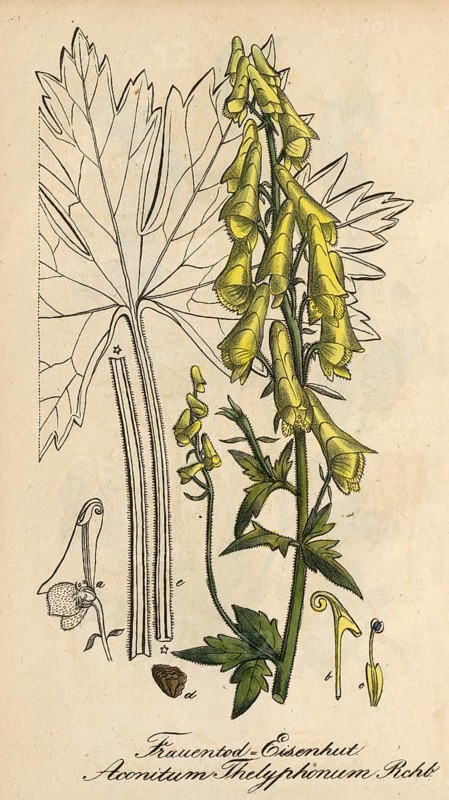 European poisonous plants, Aconitum thelyphonumi, old name (synonym) for Aconitum lycoctonum subsp. vulparia, wolfsbane or yellow monkshood, authentic, digitally restored reproduction from a 19th century original, Eduard Winkler (1799-1862), book All poisonous plants in Germany, exact date of illustration unknown, Historical
