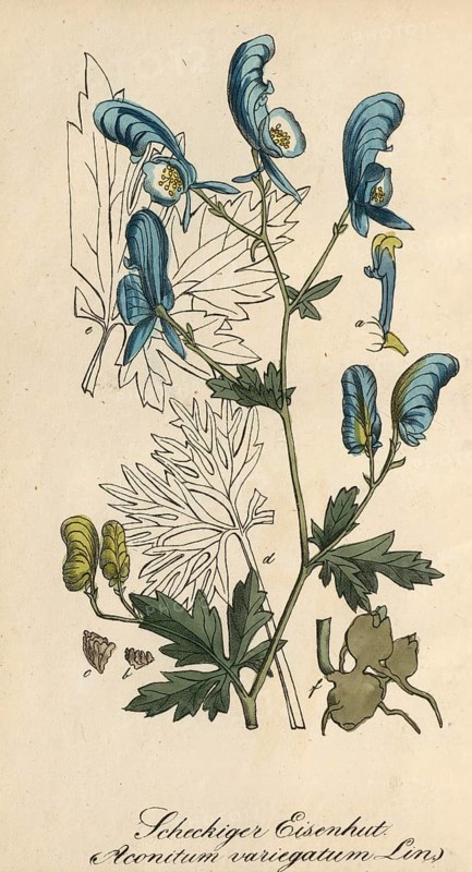 European poisonous plants, garden monkshood, Aconitum variegatum, also known as spotted monkshood, authentic, digitally restored reproduction from a 19th century original, Eduard Winkler (1799-1862), book All poisonous plants in Germany, exact date of depiction unknown, historical