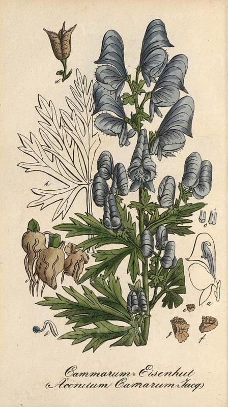 European poisonous plants, garden monkshood, Aconitum x cammarum, authentic, digitally restored reproduction from a 19th century original, Eduard Winkler (1799-1862), book All poisonous plants in Germany, exact date of depiction unknown, historical