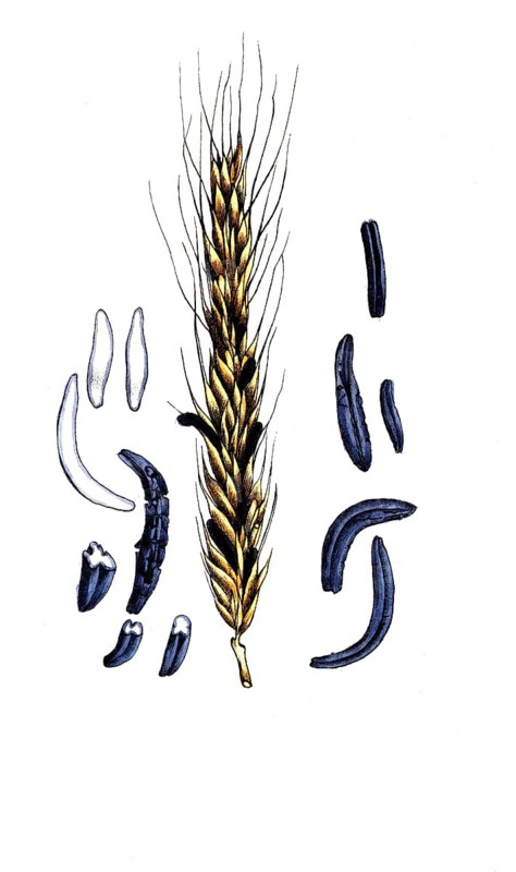 European poisonous plants, ergot, poisonous permanent form, sclerotium, of the fungus Claviceps purpurea, digitally restored reproduction from a 19th century original, exact date of presentation unknown, historical