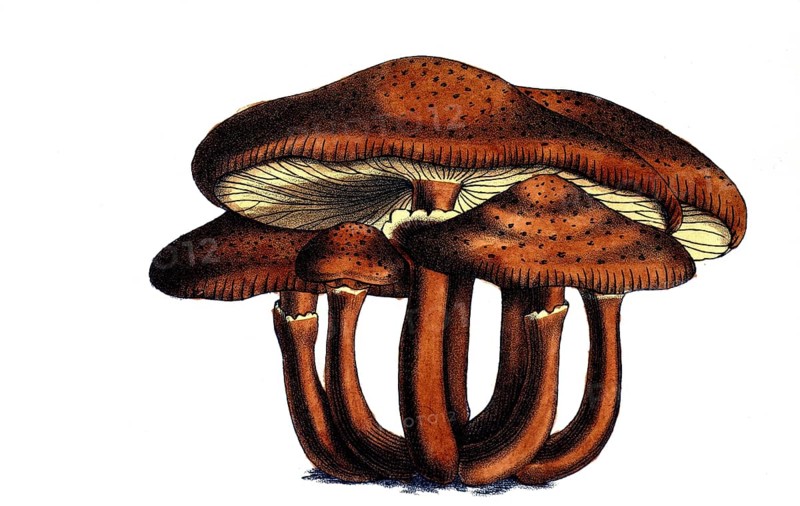 European poisonous plants, Dark Honey Ash or Common Honey Ash, Armillaria ostoyae, Syn. Armillaria polymyces, Armillaria solidipes, digitally restored reproduction from a 19th century model, exact date of depiction unknown, historical