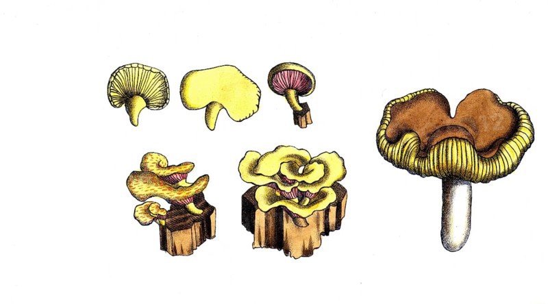 European poisonous plants, poisonous dove, leaf sponge, Agaricus emeticus, digitally restored reproduction from a 19th century model, exact date of depiction unknown, historical