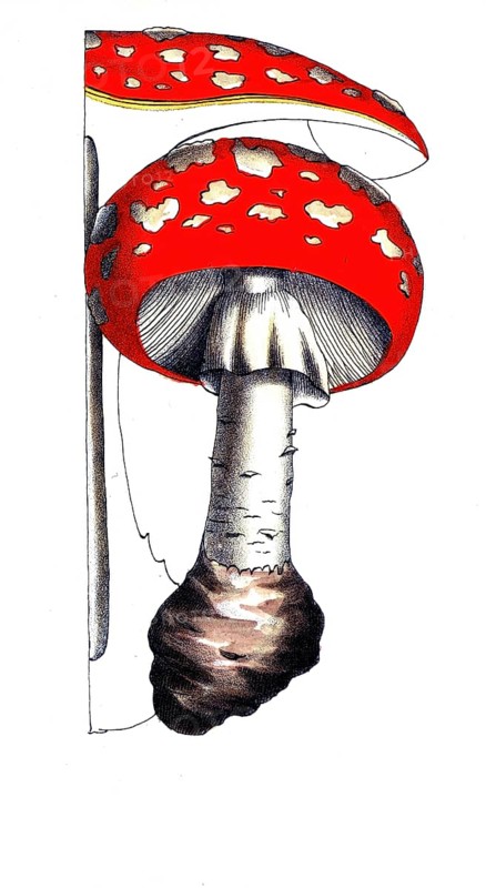 European poisonous plants, toadstool, Amanita muscaria, digitally restored reproduction from a 19th century original, exact date of presentation unknown, historical