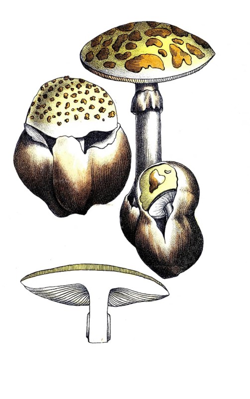 European poisonous plants, cone-hind or pointed leaf mushroom, Amanita virosa, digitally restored reproduction from a 19th century model, exact date of presentation unknown, historical