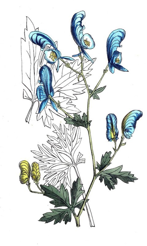 European poisonous plants, colorful aconite, Aconitum variegatum, also spiked aconite, digitally restored reproduction from a 19th century model, exact date of presentation unknown, historical