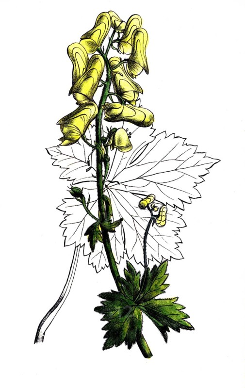 European poisonous plants, wolf aconite, Aconitum lycoctonum, syn. A. vulparia, digitally restored reproduction from a 19th century model, exact date of depiction unknown, historical