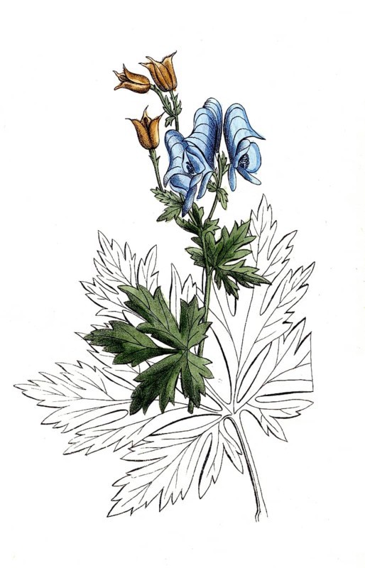 European poisonous plants, Aconitum nasutum, long-nosed aconite, digitally restored reproduction from a 19th century original, exact date of presentation unknown, historical