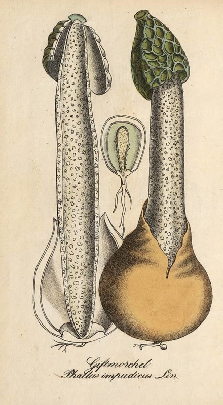 European poisonous plants, common stinkhorn, Phallus impudicus, authentic, digitally restored reproduction from a 19th century original, Eduard Winkler (1799-1862), book All poisonous plants in Germany, exact date of depiction unknown, historical