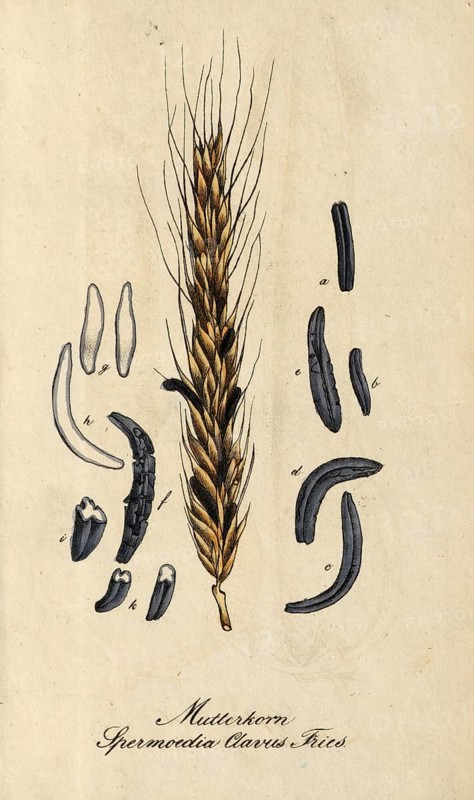 European poisonous plants, ergot, poisonous permanent form, sclerotium, of the fungus Claviceps purpurea, authentic, digitally restored reproduction from a 19th century original, Eduard Winkler (1799-1862), book All poisonous plants in Germany, exact date of depiction unknown, historical