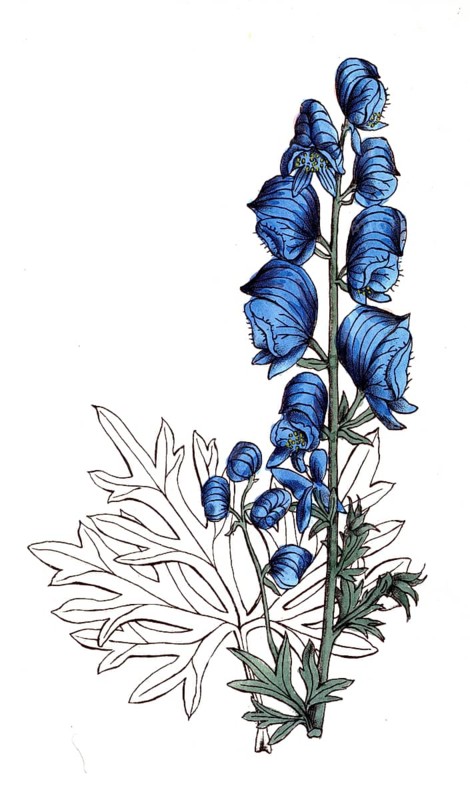 European poisonous plants, Aconitum neubergense, form of blue aconite Aconitum napellus, digitally restored reproduction from a 19th century model, exact date of presentation unknown, historical