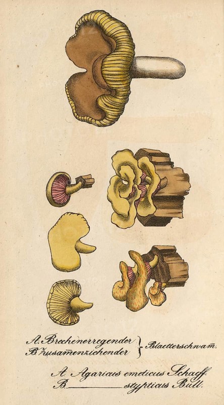 European poisonous plants, poisonous russula, leaf sponge, Agaricus emeticus, authentic, digitally restored reproduction from a 19th century original, Eduard Winkler (1799-1862), book All poisonous plants in Germany, exact date of depiction unknown, historical