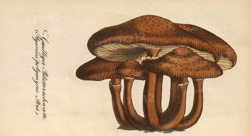 European poisonous plants, Armillaria polymyces or Honey fungus, Armillaria ostoyae, syn. Armillaria polymyces, Armillaria solidipes, authentic, digitally restored reproduction from a 19th century original, Eduard Winkler (1799-1862), book All poisonous plants in Germany, exact date of illustration unknown, Historical