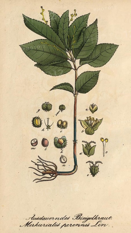 European poisonous plants, forest bindweed, Mercurialis perennis, authentic, digitally restored reproduction from a 19th century model, Eduard Winkler (1799-1862), book All poisonous plants in Germany, exact date of depiction unknown, historical