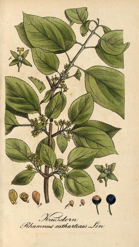 European poisonous plants, Purgier's buckthorn, Rhamnus cathartica, authentic, digitally restored reproduction from a 19th century original, Eduard Winkler (1799-1862), book All poisonous plants in Germany, exact date of depiction unknown, historical