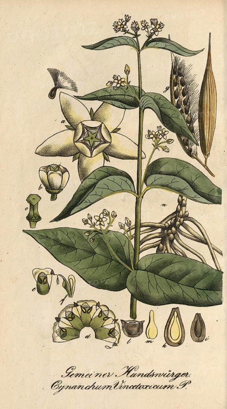 European poisonous plants, white swallowwort, Cynanchum vincetoxicum, authentic, digitally restored reproduction from a 19th century original, Eduard Winkler (1799-1862), book All poisonous plants in Germany, exact date of illustration unknown, historical