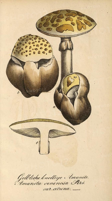 European poisonous plants, cone hat or pointed hat button mushroom, Amanita virosa, authentic, digitally restored reproduction from a 19th century original, Eduard Winkler (1799-1862), book All poisonous plants in Germany, exact date of depiction unknown, historical