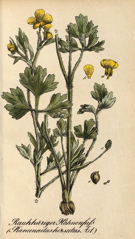 European poisonous plants, Ranunculus sardous, Rauhhariger Hahnenfuß, authentic, digitally restored reproduction from an original from the 19th century, Eduard Winkler (1799-1862), book All poisonous plants in Germany, exact date of depiction unknown, historical