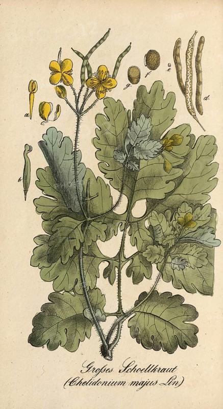 European poisonous plants, Chelidonium majus, celandine, authentic, digitally restored reproduction from a 19th century original, Eduard Winkler (1799-1862), book All poisonous plants in Germany, exact date of depiction unknown, historical