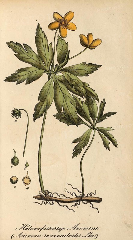 European poisonous plants, Yellow Anemone, Anemone ranunculoides, authentic, digitally restored reproduction from a 19th century original, Eduard Winkler (1799-1862), book All poisonous plants in Germany, exact date of depiction unknown, historical