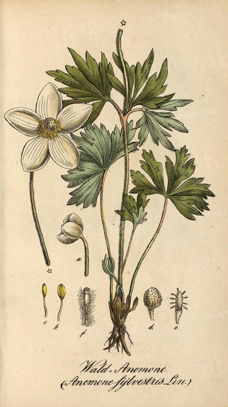 European poisonous plants, wood anemone, Anemone sylvestris, authentic, digitally restored reproduction from a 19th century model, Eduard Winkler (1799-1862), book All poisonous plants in Germany, exact date of depiction unknown, historical