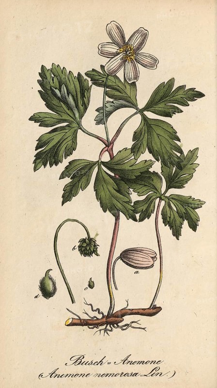 European poisonous plants, Anemone nemorosa, wood anemone, authentic, digitally restored reproduction from a 19th century model, Eduard Winkler (1799-1862), book All poisonous plants in Germany, exact date of depiction unknown, historical