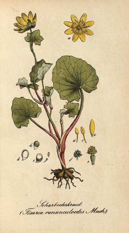 European poisonous plants, lesser celandine, Ficaria verna, synonym: Ranunculus ficaria L, also known as figwort or spring lesser celandine, authentic, digitally restored reproduction from a 19th century original, Eduard Winkler (1799-1862), book All poisonous plants in Germany, exact date of depiction unknown, historical
