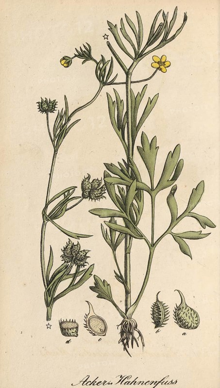 European poisonous plants, Ranunculus arvensis, authentic, digitally restored reproduction from a 19th century model, Eduard Winkler (1799-1862), book All poisonous plants in Germany, exact date of depiction unknown, historical