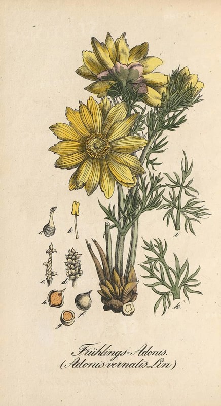 European poisonous plants, spring adonis or spring adonis, Adonis vernalis, authentic, digitally restored reproduction from a 19th century model, Eduard Winkler (1799-1862), book All poisonous plants in Germany, exact date of depiction unknown, historical