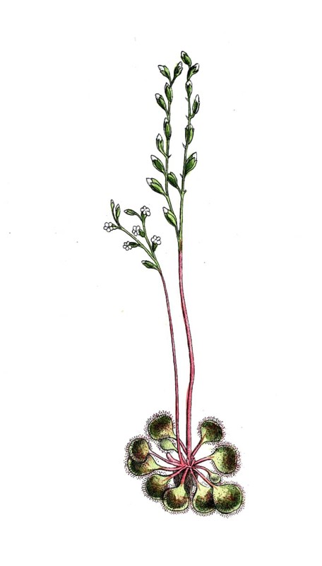 European poisonous plants, round-leaf sundew, Drosera rotundifolia, digitally restored reproduction from a 19th century model, exact date of presentation unknown, historical