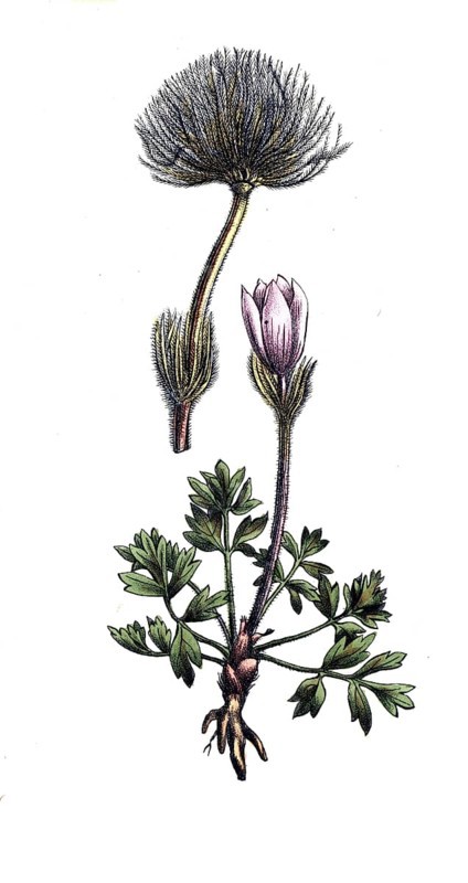 European poisonous plants, spring cowbell, pulsatilla vernalis, digitally restored reproduction from a 19th century model, exact date of presentation unknown, historical