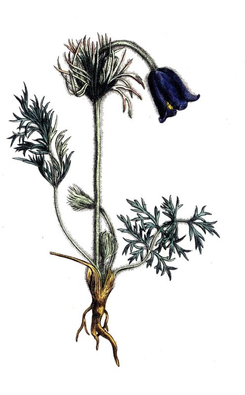 European poisonous plants, meadow cowbell, pulsatilla pratensis subsp. pratensi, digitally restored reproduction from a 19th century model, exact date of presentation unknown, historical