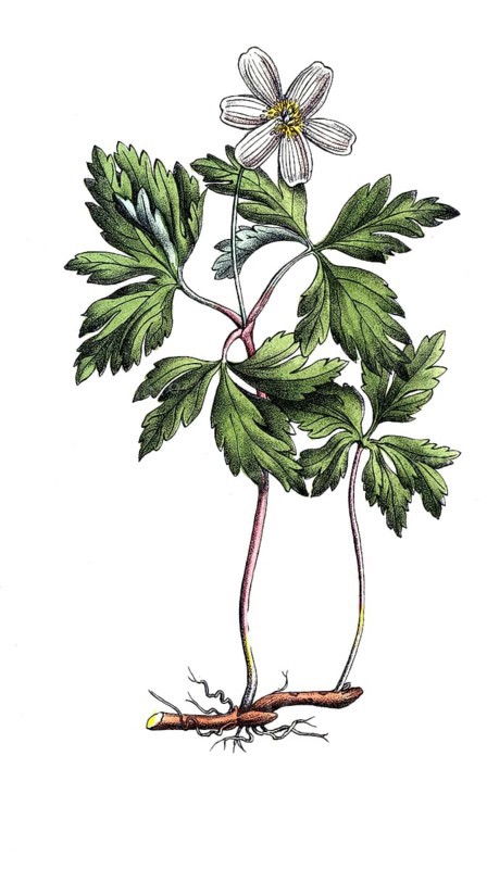 European poisonous plants, anemone nemorosa, bush anemone, digitally restored reproduction from a 19th century original, exact date of presentation unknown, historical