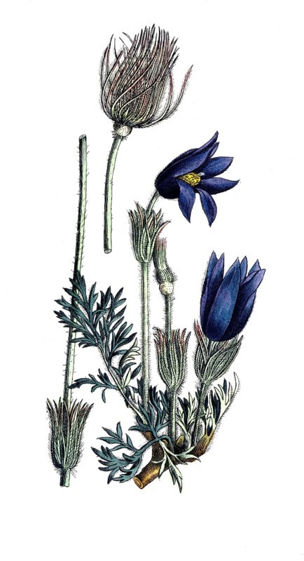 European poisonous plants, common cowbell, pulsatilla vulgaris, kitchen bell, digitally restored reproduction from a 19th century model, exact date of presentation unknown, historical