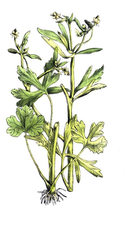 European poisonous plants, poisonous buttercup, Ranunculus sceleratus, digitally restored reproduction from a 19th century original, exact date of presentation unknown, historical