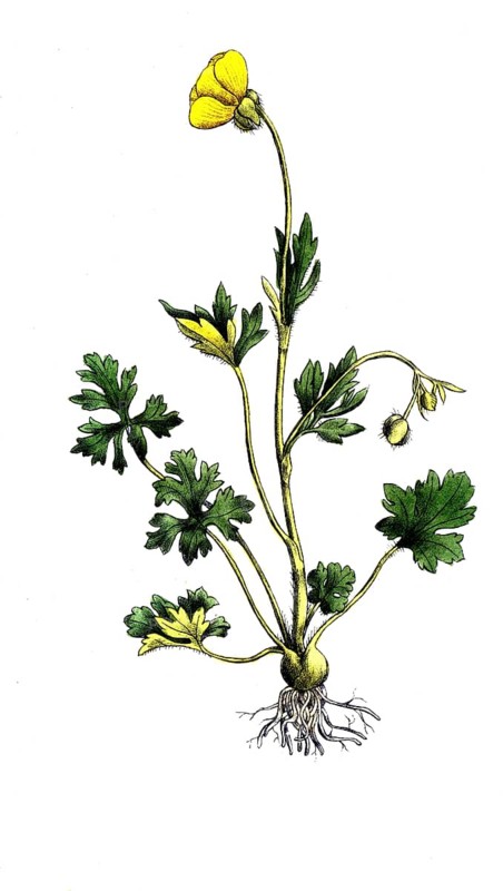 European poisonous plants, bulbous buttercup, Ranunculus bulbosus, digitally restored reproduction from a 19th century original, exact date of presentation unknown, historical