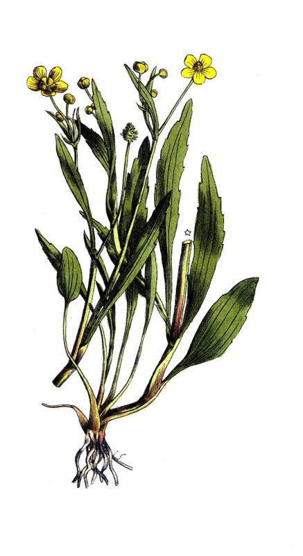 European poisonous plants, burning buttercup, Ranunculus flammula, digitally restored reproduction from a 19th century original, exact date of presentation unknown, historical