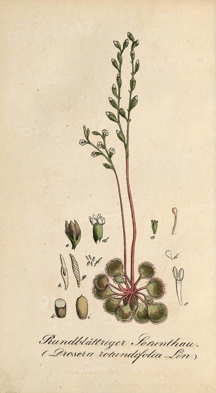 European poisonous plants, Common sundew, Drosera rotundifolia, authentic, digitally restored reproduction from a 19th century original, Eduard Winkler (1799-1862), book All poisonous plants in Germany, exact date of depiction unknown, Historical