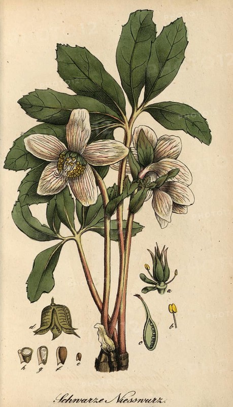 European poisonous plants, snow rose, Helleborus niger, usually called Christmas rose or black hellebore, authentic, digitally restored reproduction from a 19th century original, Eduard Winkler (1799-1862), book All poisonous plants in Germany, exact date of depiction unknown, historical