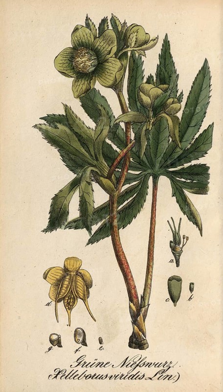 European poisonous plants, Green Hellebore, Helleborus viridis, authentic, digitally restored reproduction from a 19th century original, Eduard Winkler (1799-1862), book All poisonous plants in Germany, exact date of depiction unknown, historical