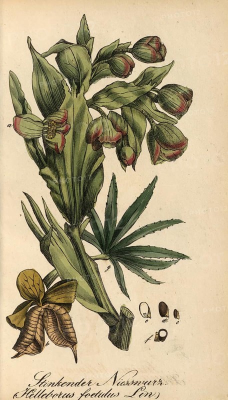 European poisonous plants, Helleborus foetidus, authentic, digitally restored reproduction from a 19th century original, Eduard Winkler (1799-1862), book All poisonous plants in Germany, exact date of depiction unknown, historical