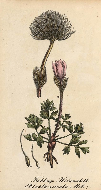European poisonous plants, spring pasque flower, pasque flower, Pulsatilla vernalis, authentic, digitally restored reproduction from a 19th century model, Eduard Winkler (1799-1862), book All poisonous plants in Germany, exact date of depiction unknown, historical