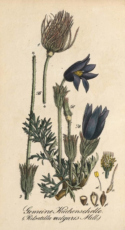 European poisonous plants, Pasque flower, Pulsatilla vulgaris, Pasque flower, authentic, digitally restored reproduction from a 19th century original, Eduard Winkler (1799-1862), book All poisonous plants in Germany, exact date of depiction unknown, historical