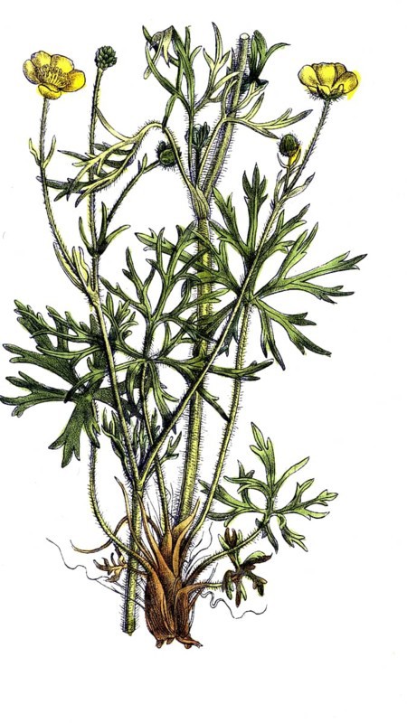 European poisonous plants, many-flowered buttercup, Ranunculus polyanthemos, digitally restored reproduction from a 19th century model, exact date of presentation unknown, historical
