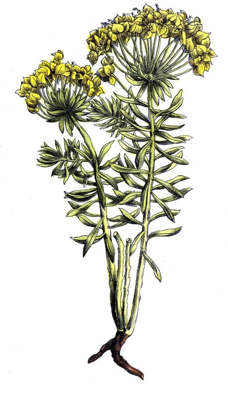 European poisonous plants, cypresses - milkweed, Euphorbia cyparisensias, digitally restored reproduction from a 19th century model, exact date of presentation unknown, historical