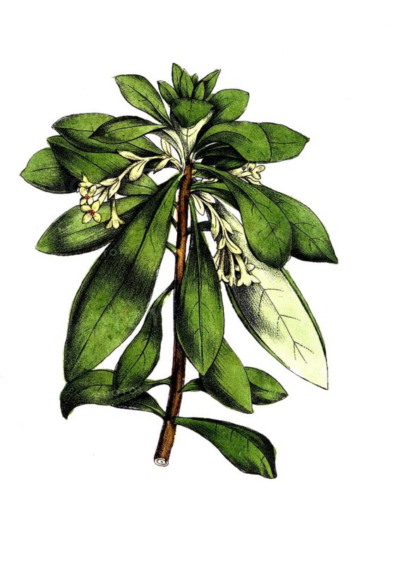 European poisonous plants, laurel mustache, Daphne laureola L. subsp. laureola, digitally restored reproduction from a 19th century original, exact date of presentation unknown, historical