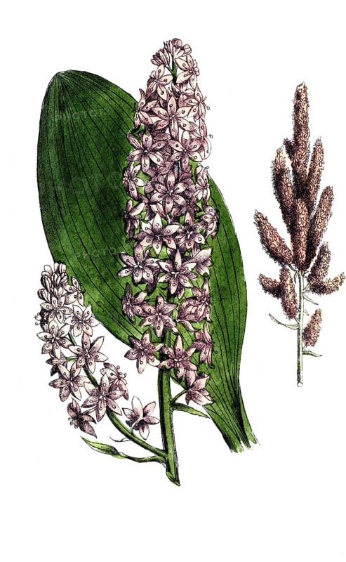 European poisonous plants, black germer, Veratrum nigrum, digitally restored reproduction from a 19th century original, exact date of presentation unknown, historical