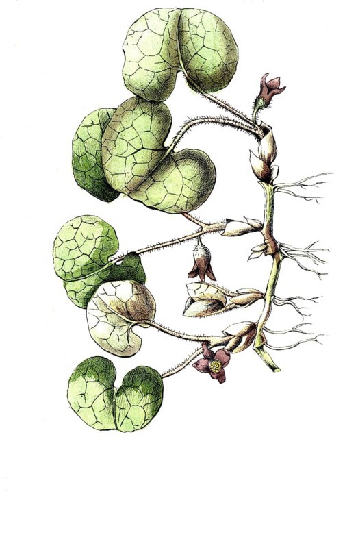 European poisonous plants, common hazel root, Asarum europaeum, digitally restored reproduction from a 19th century original, exact date of depiction unknown, historical