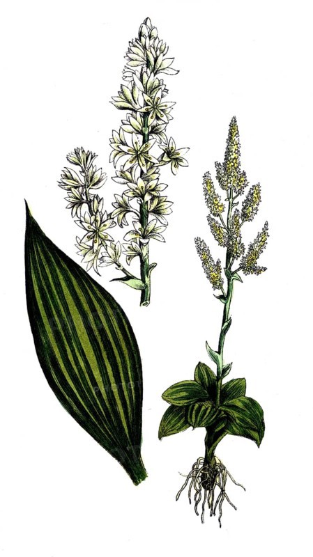 European poisonous plants, white germer, Veratrum album, also white germer and white hellebore, digitally restored reproduction from a 19th century model, exact date of presentation unknown, historical