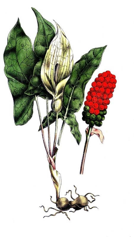 European poisonous plants, spotted arum stick, Arum maculatum, digitally restored reproduction from a 19th century original, exact date of presentation unknown, historical
